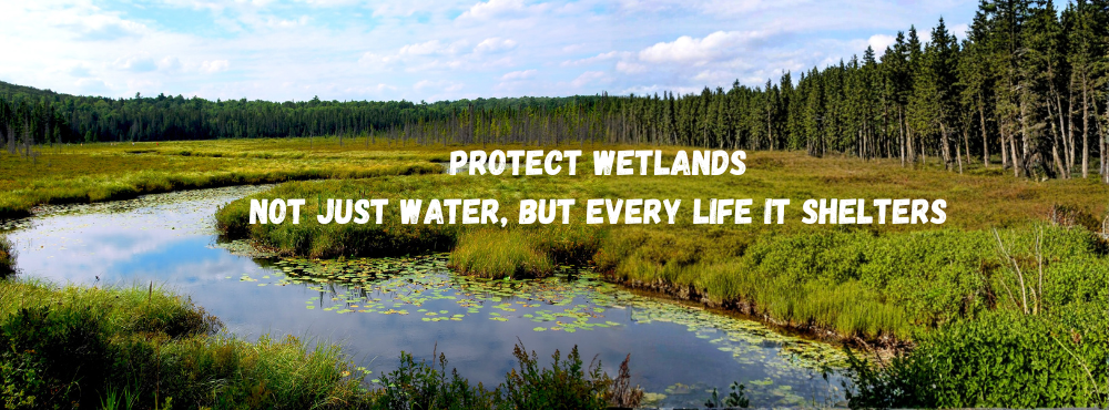 samriddhachakravorty