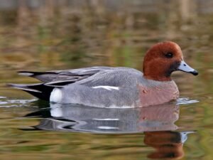Red-crested Pochard